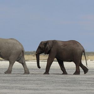 Flights to Botswana