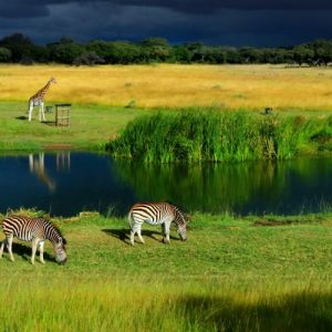Harare