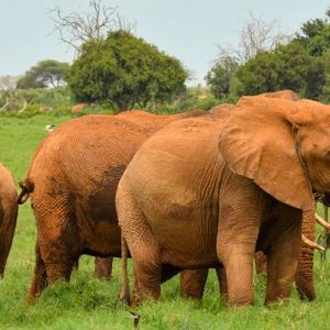 Kenya Flights